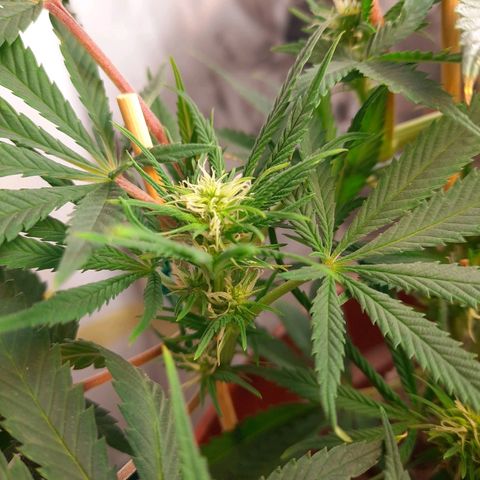 Blackstone OG growlog timeline photo