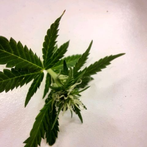 Blackstone OG growlog timeline photo