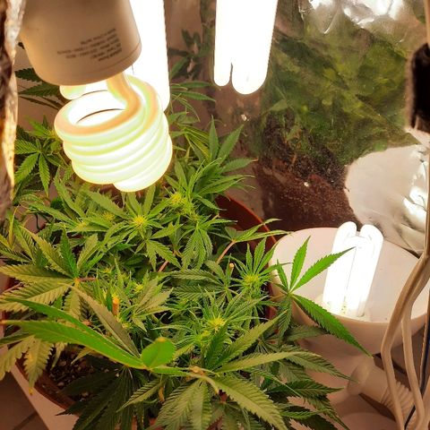 Blackstone OG growlog timeline photo