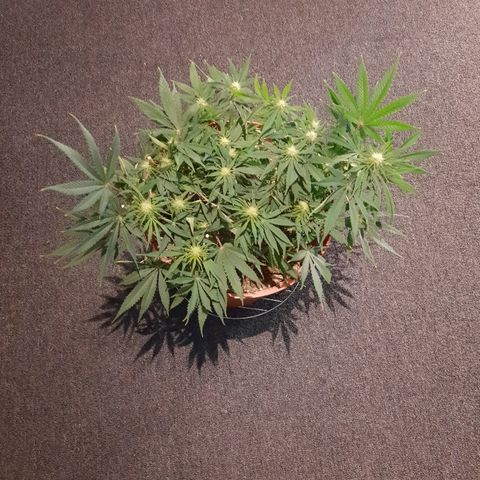 Blackstone OG growlog timeline photo