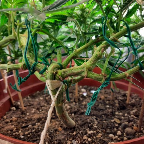 Blackstone OG growlog timeline photo