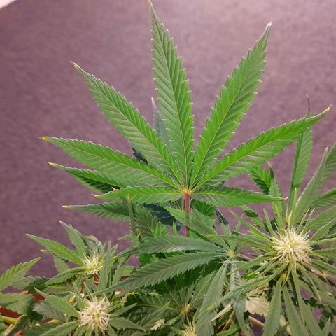Blackstone OG growlog timeline photo