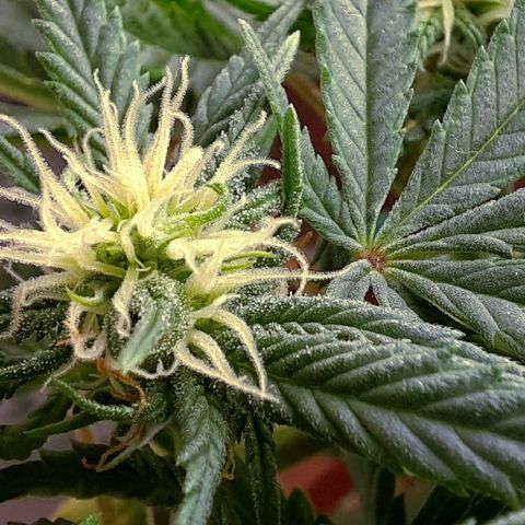 Blackstone OG growlog timeline photo