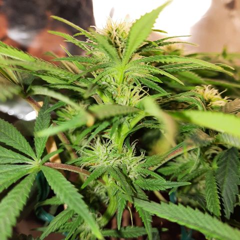 Blackstone OG growlog timeline photo