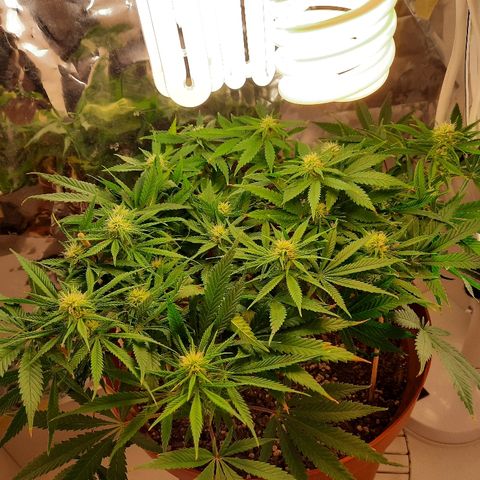 Blackstone OG growlog timeline photo