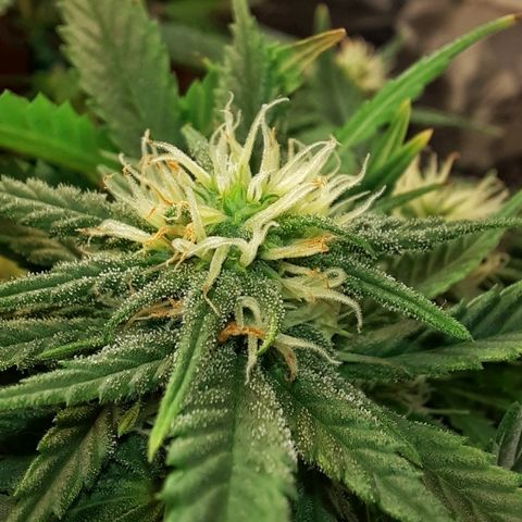 Blackstone OG growlog timeline photo