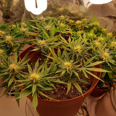 Blackstone OG growlog timeline photo