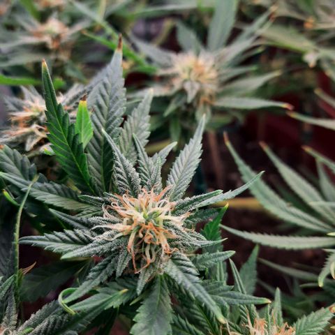 Blackstone OG growlog timeline photo