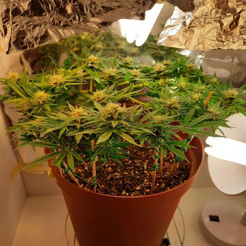 Blackstone OG growlog timeline photo