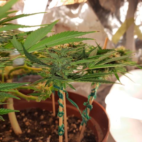 Blackstone OG growlog timeline photo