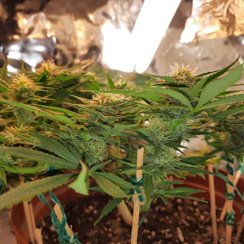 Blackstone OG growlog timeline photo
