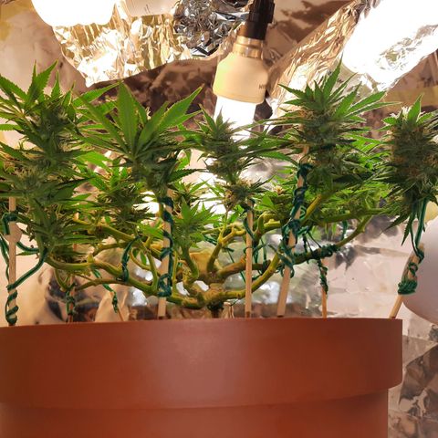 Blackstone OG growlog timeline photo