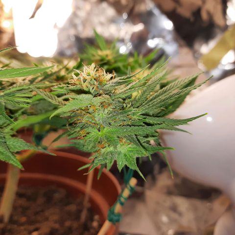 Blackstone OG growlog timeline photo
