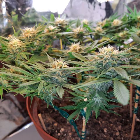 Blackstone OG growlog timeline photo