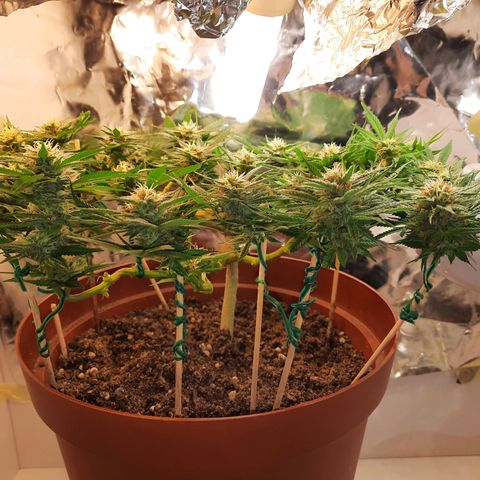 Blackstone OG growlog timeline photo