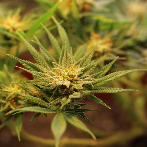 Blackstone OG growlog timeline photo