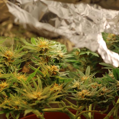 Blackstone OG growlog timeline photo
