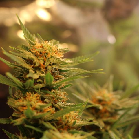 Blackstone OG growlog timeline photo