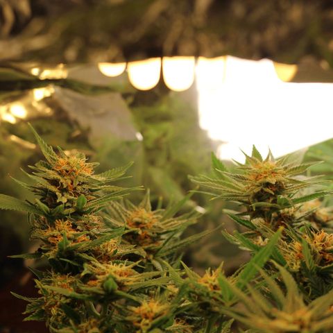 Blackstone OG growlog timeline photo