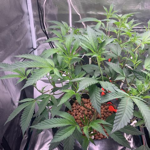 Roxanne  growlog timeline photo