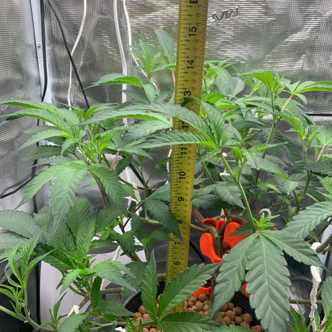 Roxanne  growlog photo: My baby growing