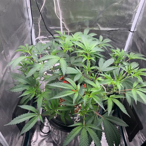 Roxanne  growlog timeline photo