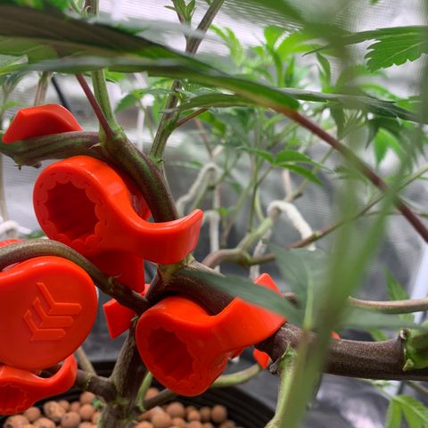 Roxanne  growlog timeline photo