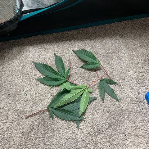 Roxanne  growlog photo: Trim trim