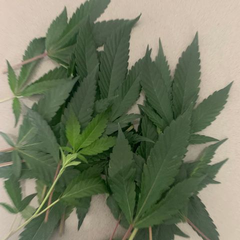 Roxanne  growlog photo: Trim trim. 