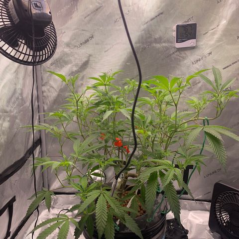 Roxanne  growlog timeline photo