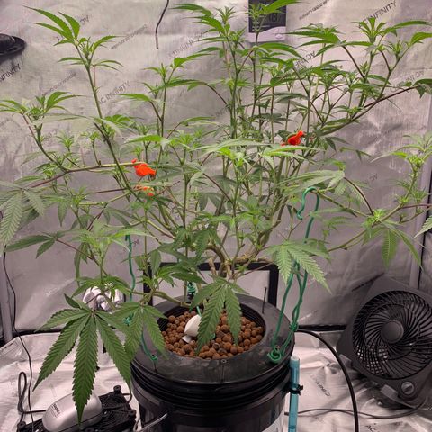 Roxanne  growlog photo: say cheese 