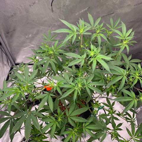 Roxanne  growlog photo: say cheese 