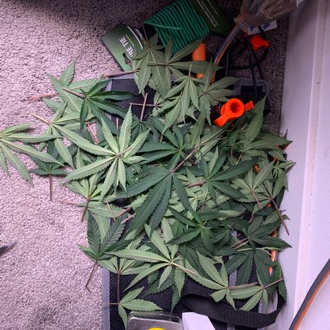 Roxanne  growlog timeline photo