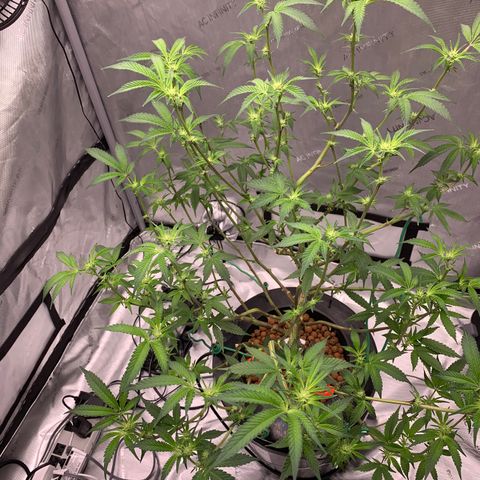 Roxanne  growlog timeline photo
