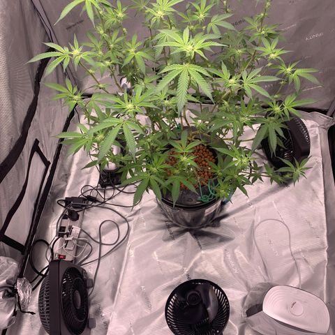 Roxanne  growlog photo: Almost end of the 3rd week. 
