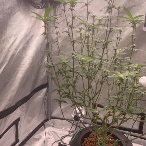 Roxanne  growlog photo: Update pictures 