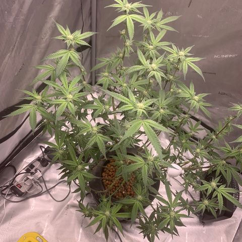 Roxanne  growlog photo: Update pictures 