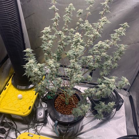 Roxanne  growlog photo: 🤓