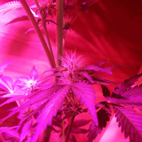 Haze x Purple growlog timeline photo