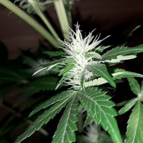 Haze x Purple growlog timeline photo