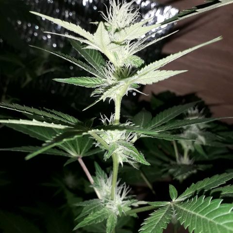 Haze x Purple growlog timeline photo