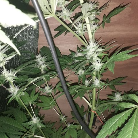 Haze x Purple growlog timeline photo