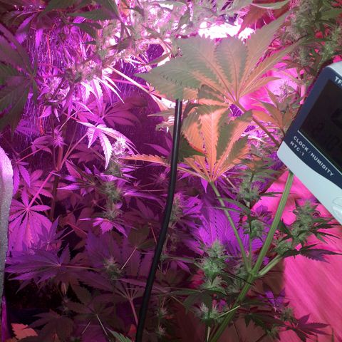 Haze x Purple growlog timeline photo