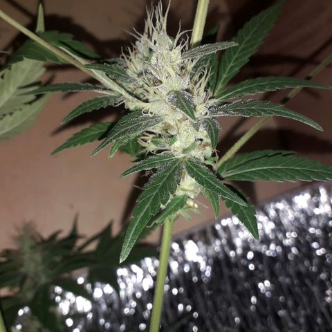 Haze x Purple growlog timeline photo