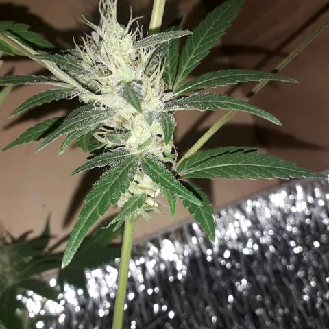Haze x Purple growlog timeline photo