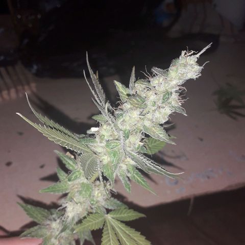 Haze x Purple growlog timeline photo