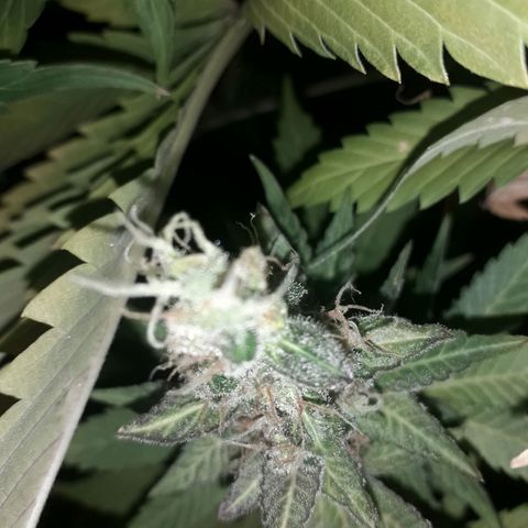 Haze x Purple growlog timeline photo