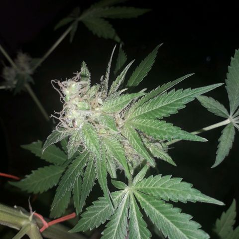 Haze x Purple growlog timeline photo