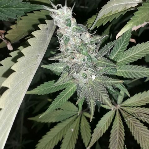 Haze x Purple growlog timeline photo