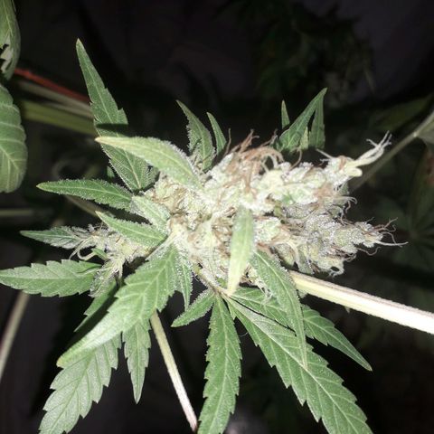 Haze x Purple growlog timeline photo